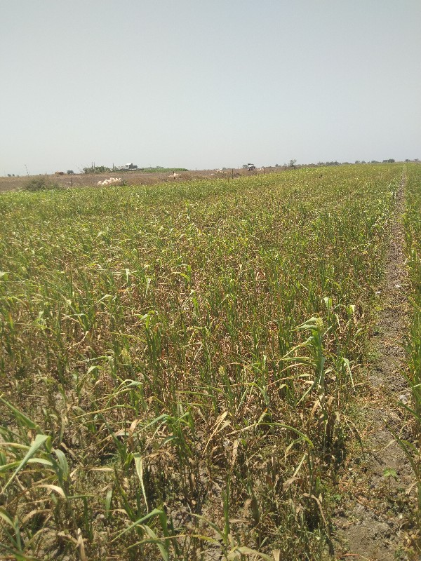 સારનુ બાટુ