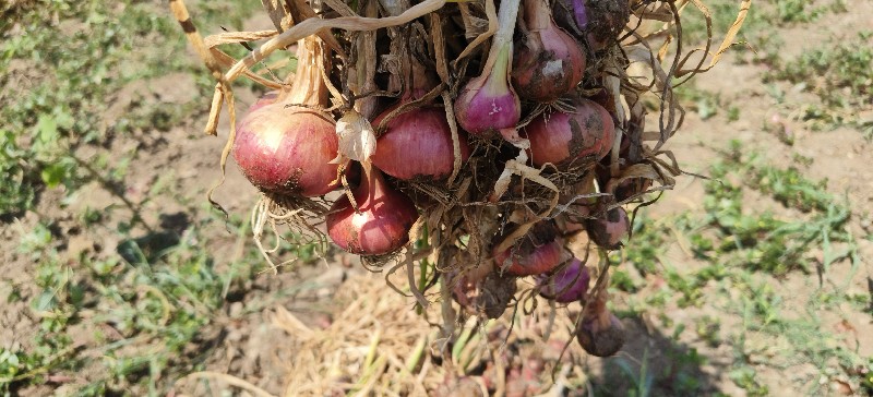 ડુંગળી વેચવાની...