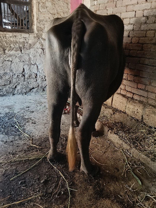 ભેંસ વેચવાની છે...