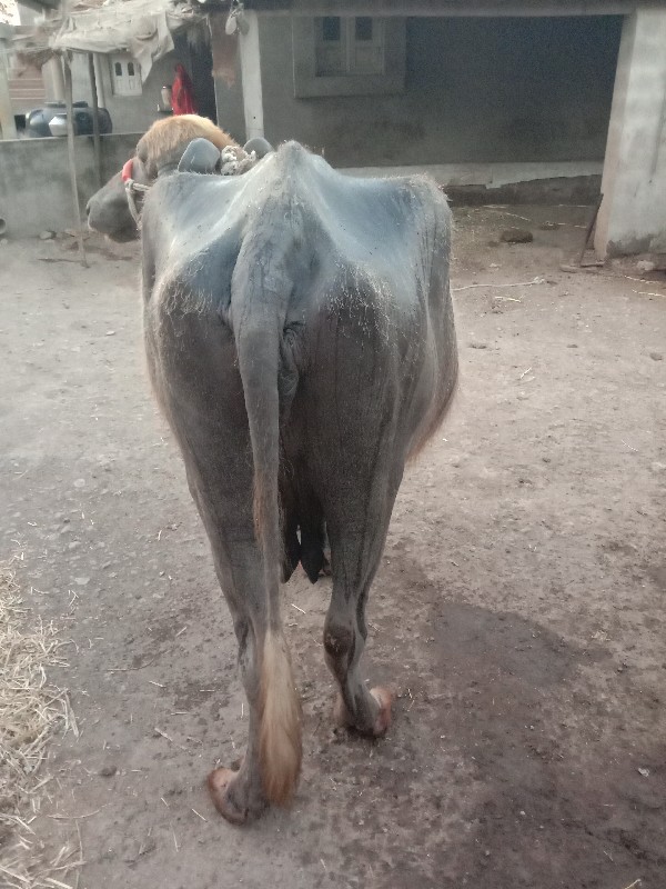 ભેસ