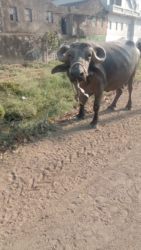 કાર પુશી કુઢી