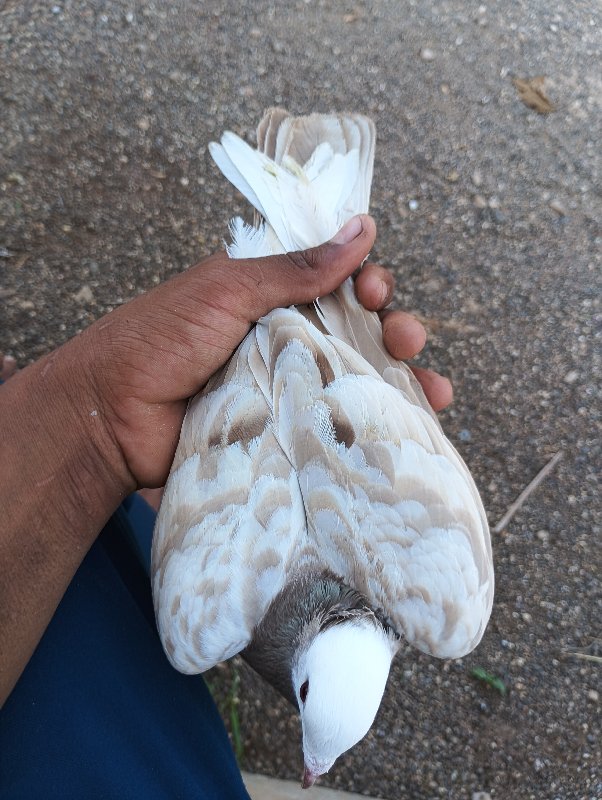 મુખી