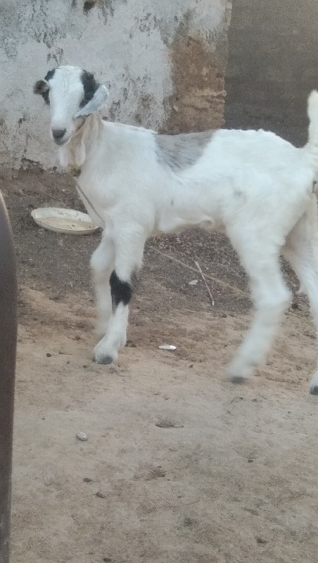 એક બકરો આઠ મહિન...