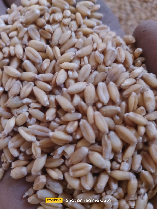 ઘવ લોકવન
