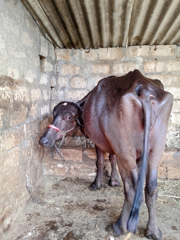 જય દ્વારકાધીશ 🙏...