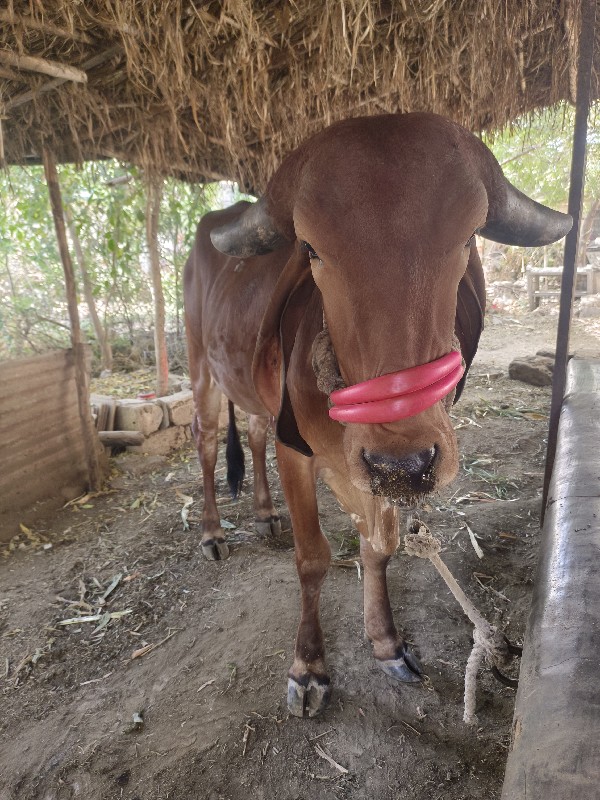 ગાય