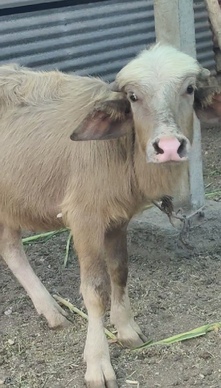 Bhuro Pado