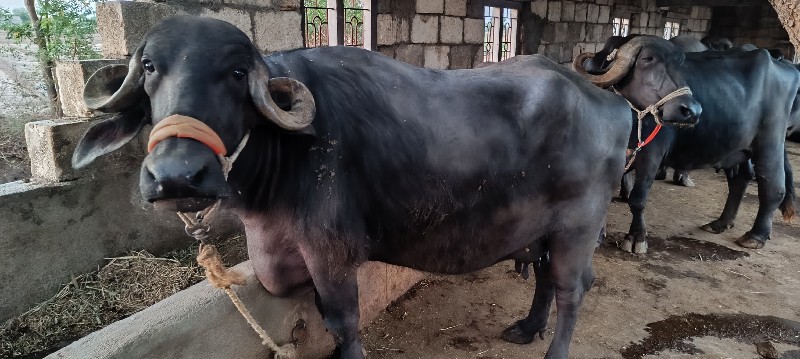 ભેંસ વેચવાની સે