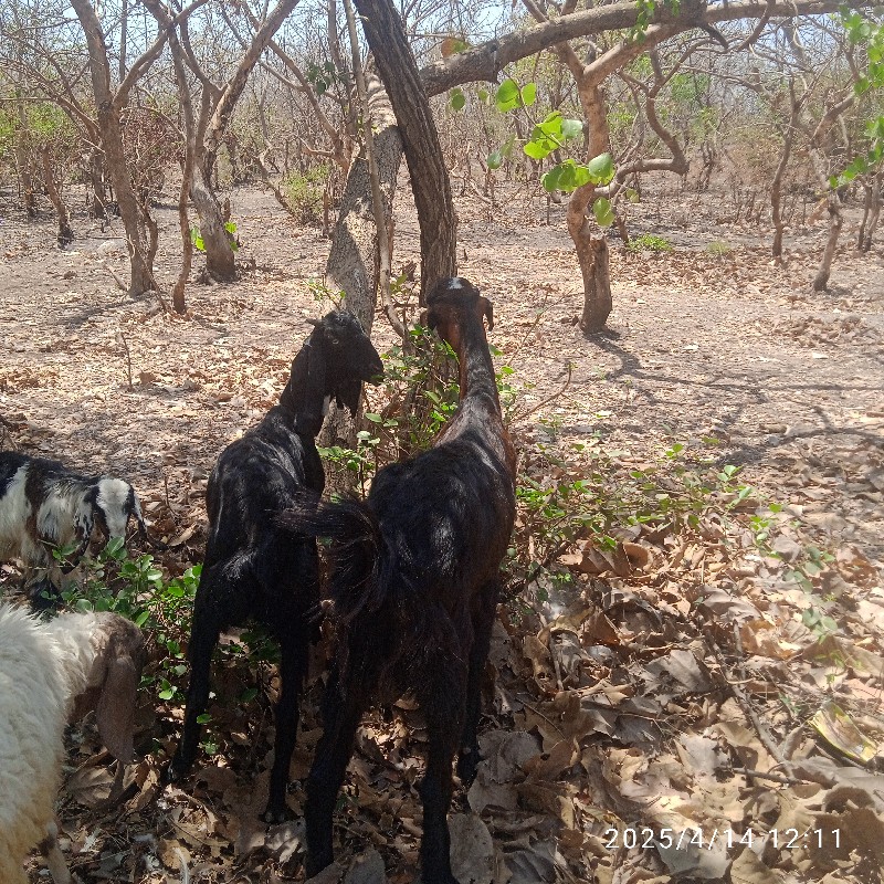 એ બકરીઓ છે સારી...
