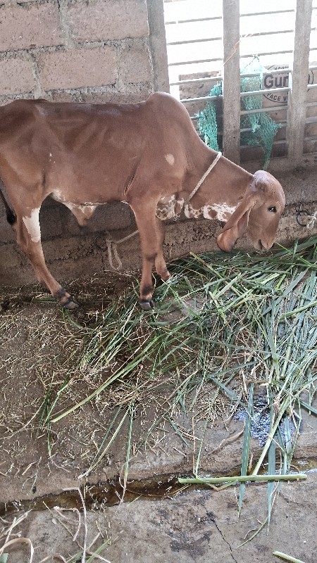 bull