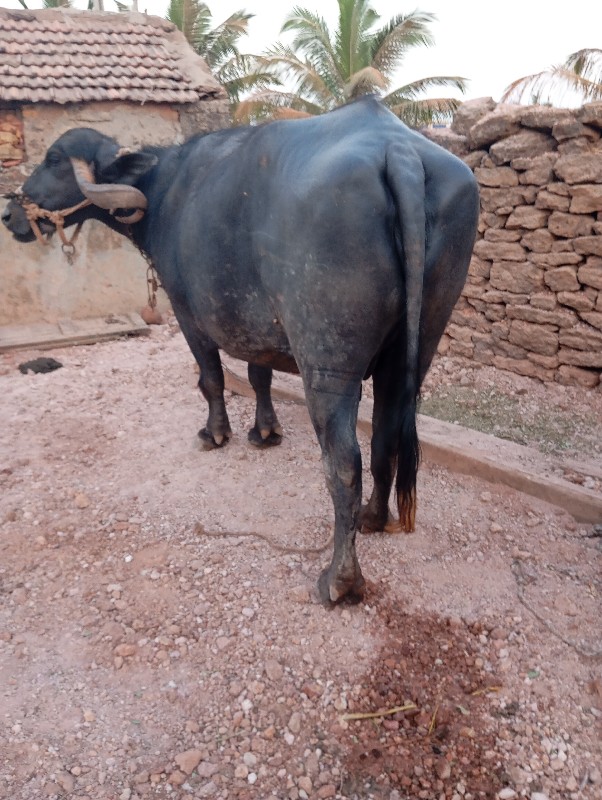 ભેશ. વેચવાનીસે