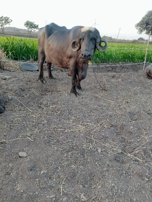 બે ભેસુ વેચવાની...