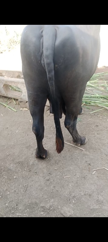 ભેંસ