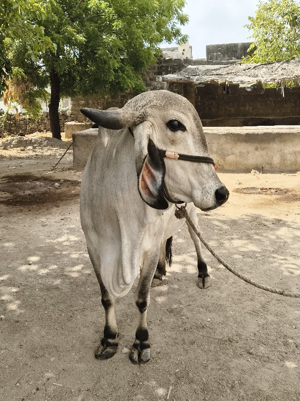 ગાય વેચવાની છે