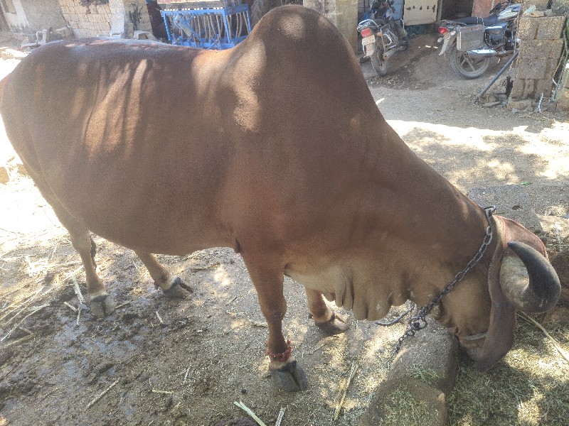 ગાય વેસવાની છે