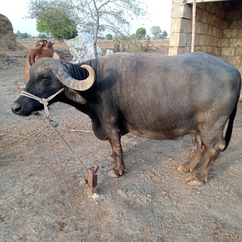 ભેંસ વેચવાની છે