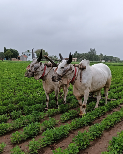 બળદ વેસવાના છે