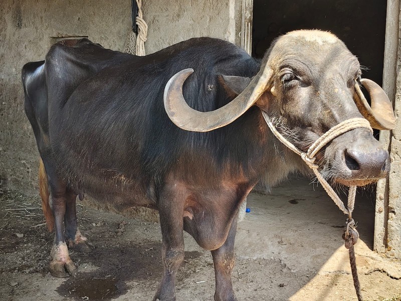 ભેંસ વેચવાની છે...