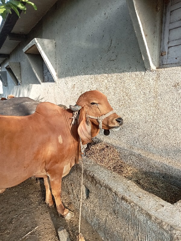 ગાય વેચવાની છે