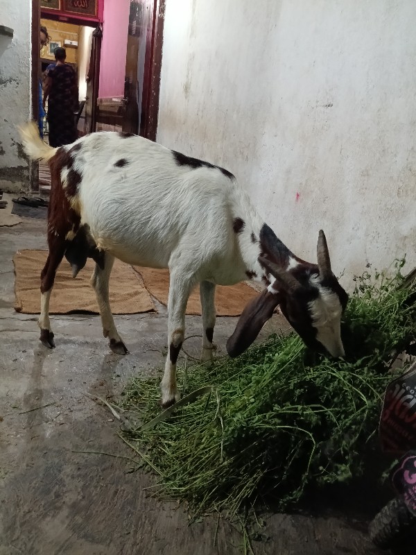 એક બકરી વેચવાની...