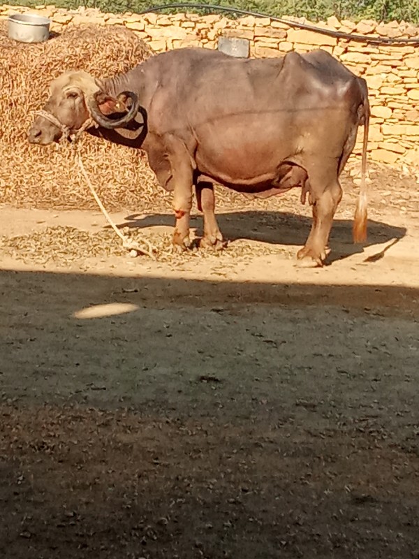 bhesh vechvani...