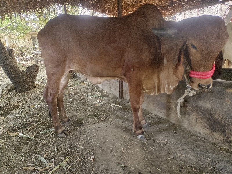 ગાય