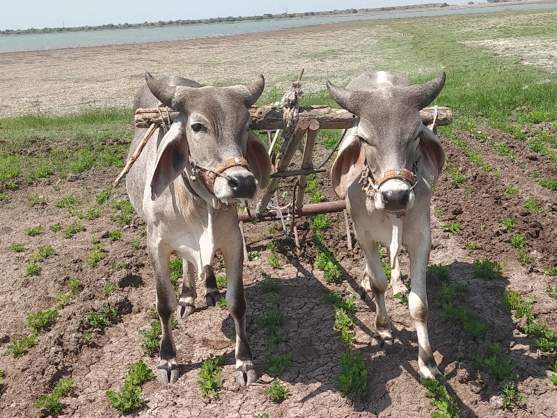 કોટડા વેચવાના છ...