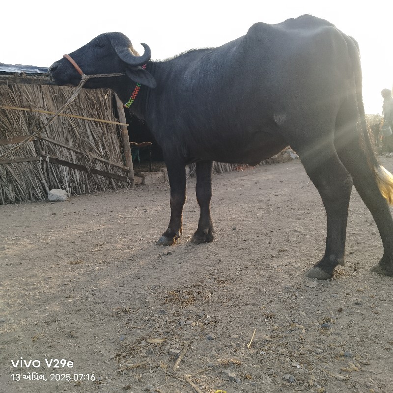 વઃ