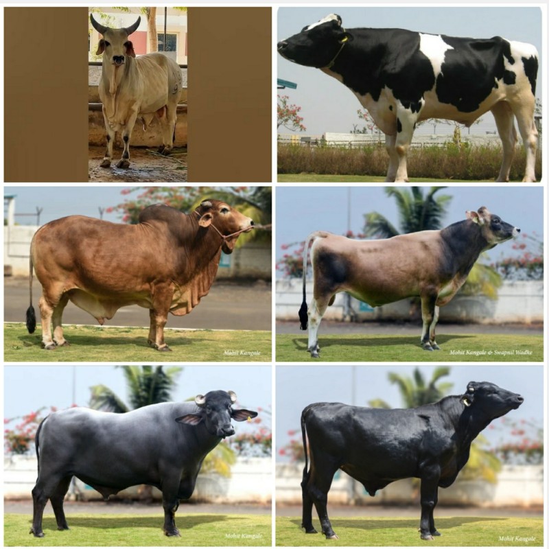 બિજદાન મુકાવવા...