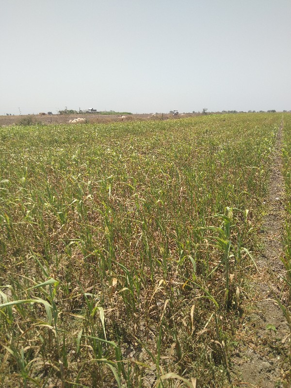 સારનુ બાટુ