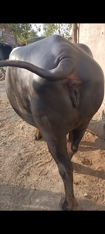 ડોઢ મહિના વાર છ...