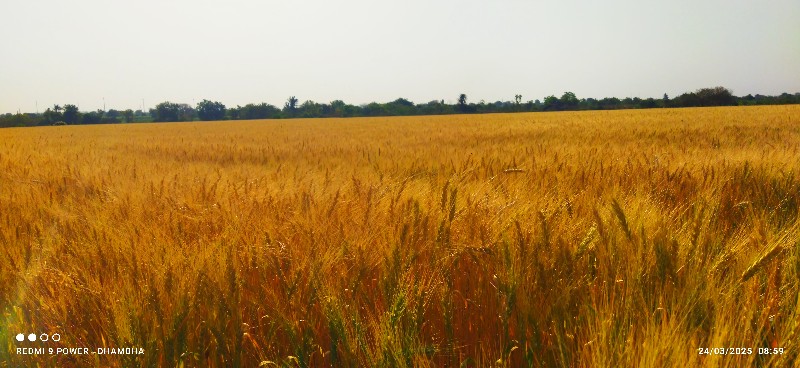 ઓર્ગેનિક ઘઉં (ઘ...
