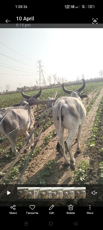 ગોંઢલા વેચવાનાછ...