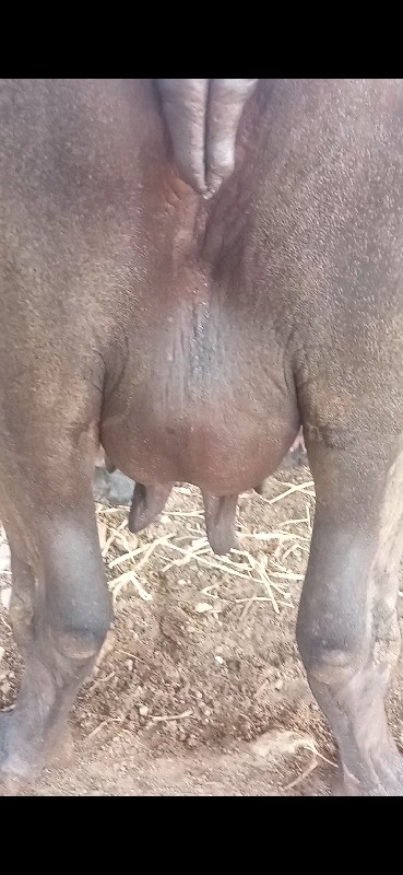 ભેશ વેચવાની છે