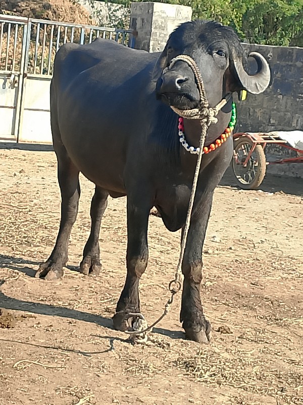Devon Dwarka Ji...