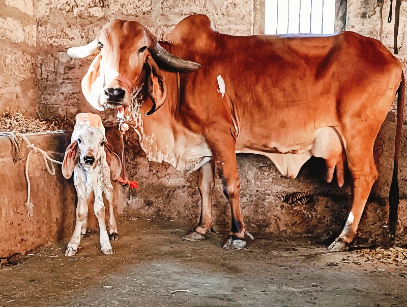 4 ગાય વેચવાની છ...