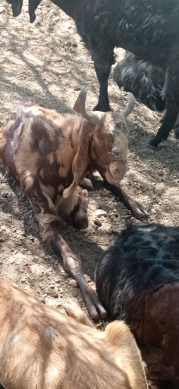 2 bokada
