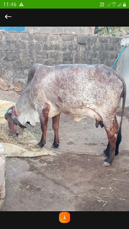 હોઙકી વેચવાની બ...