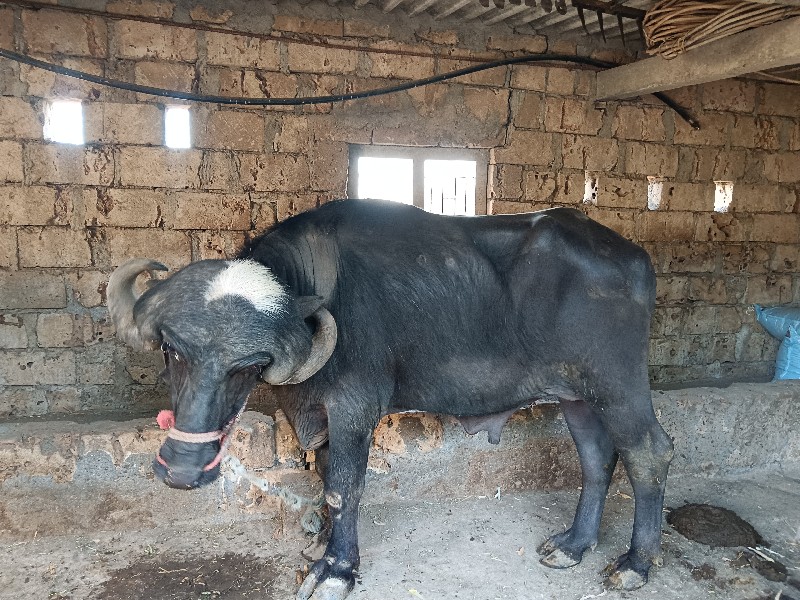 પા ડો