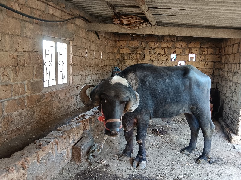 પા ડો