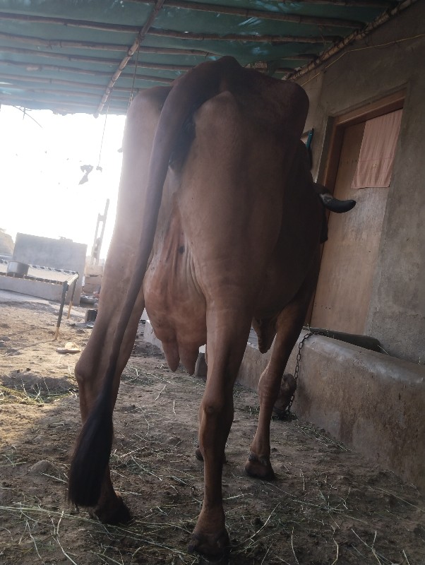 ગાય વેચવાની છે...