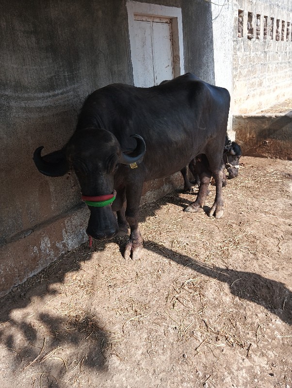 6 મહિના ગાભણ છે