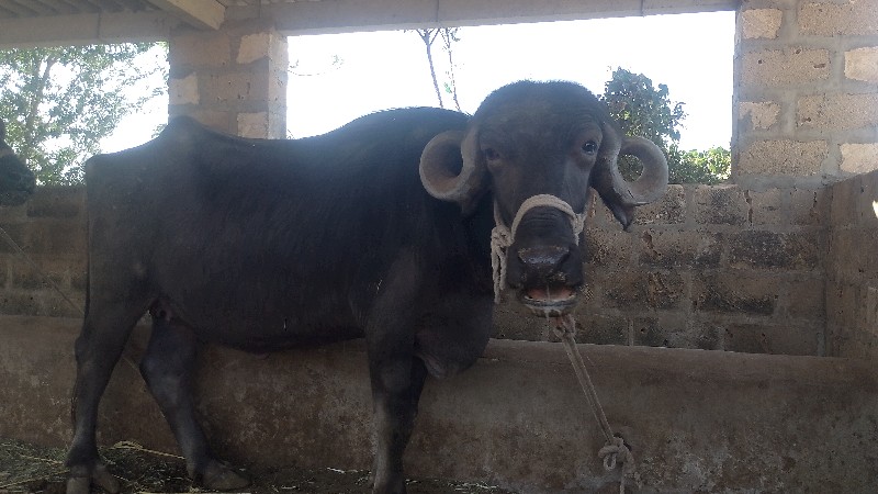 મેરૂ સાગણ ઓડેદર...