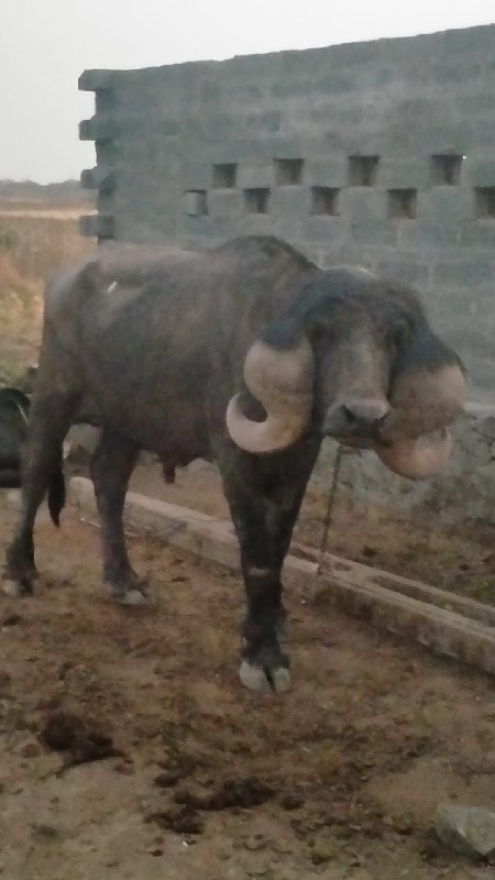 પાડો વેચવાનૂ છે...