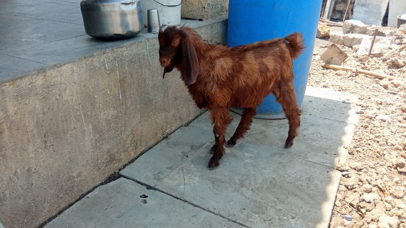 એક બકરો આઠ મહિન...