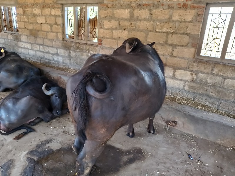 khadelu