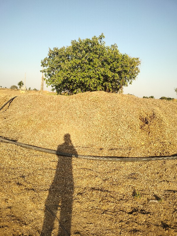 માંડવાનો ભૂકો વ...