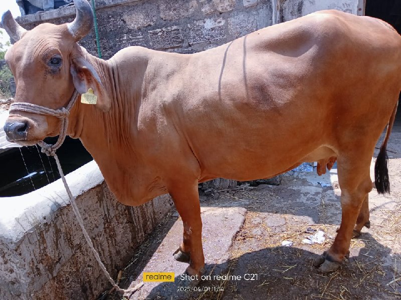 ગીર ક્રોસ