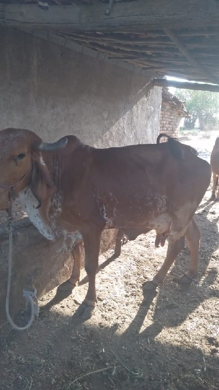 2 વેતર