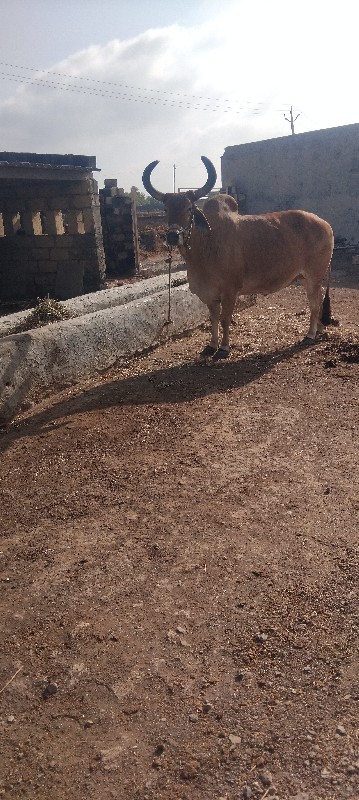 ox